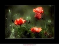 taqdim be shoma